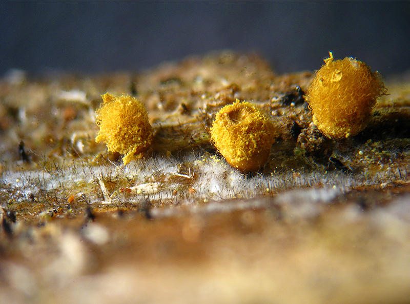Trichia + Licea?